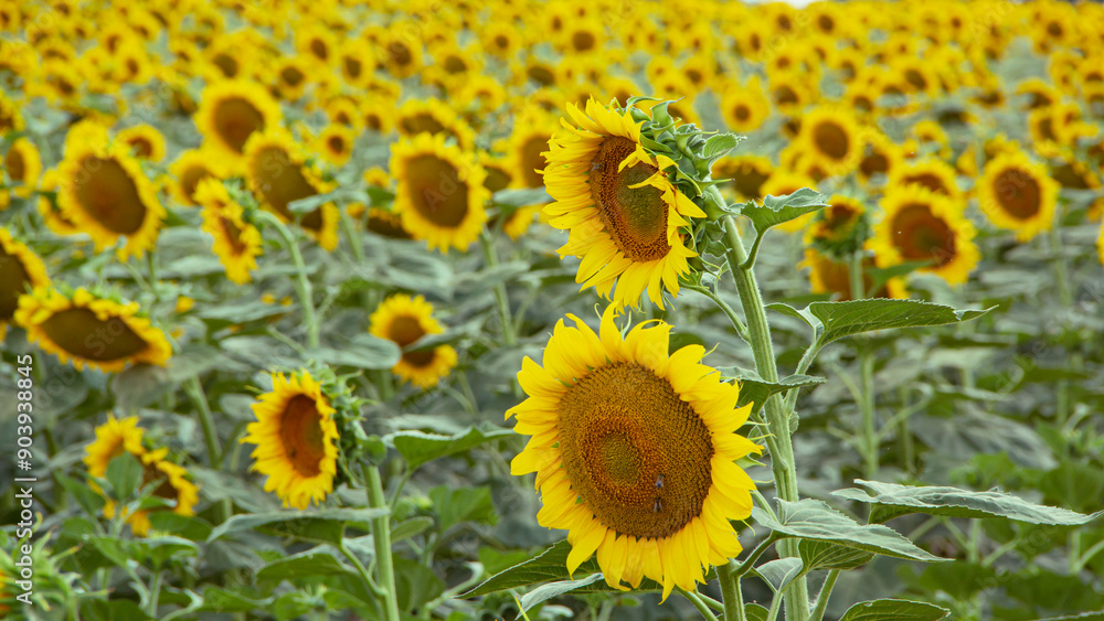 Fototapeta premium Close-up of yellow sunflower in full bloom on sunny summer day