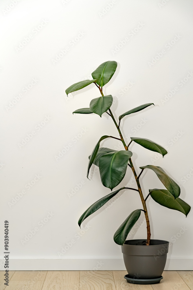 Ficus plant in flowerpot against a white wall background Ficus plant in flowerpot against a white wall background