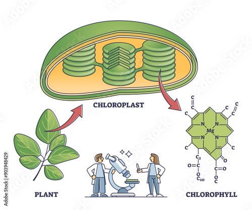 Chlorophyll and chloroplast from plant to chemical formula outline diagram, transparent background. Labeled educational scientific closeup.