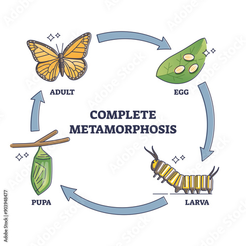 Complete metamorphosis with all life development cycle stages outline diagram, transparent background. Labeled educational butterfly growth with egg, larva, pupa and adult sequence illustration.