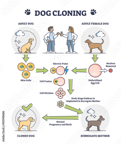 Dog cloning explanation as artificial egg cell fertilization outline diagram, transparent background. Educational labeled puppy DNA development process steps scheme.