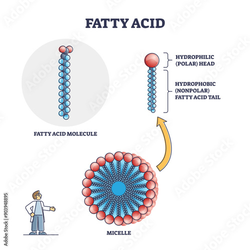 Fatty acid molecule with micelle and side view structure outline diagram, transparent background. Labeled educational chain with hydrophobic nonpolar tail and hydrophilic polar head illustration.