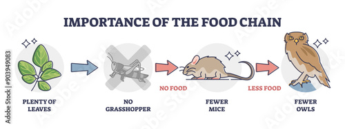 Importance of food chain as lack of animal nutrient situation outline diagram, transparent background. Labeled educational consumer level species extinction because of insects deficiency illustration.