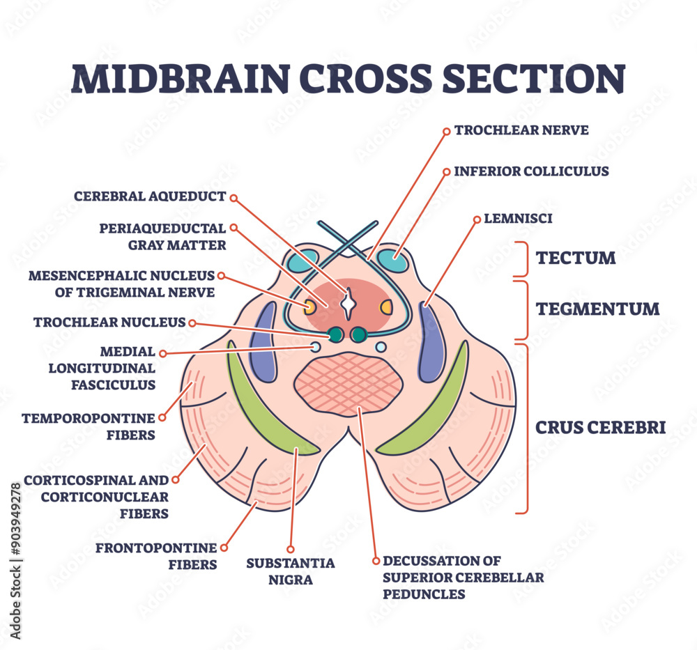 Fototapeta premium Midbrain cross section with labeled brain structure parts outline diagram, transparent background. Human inner organ scheme with tectum, tegmentum or crus cerebri graphic illustration.