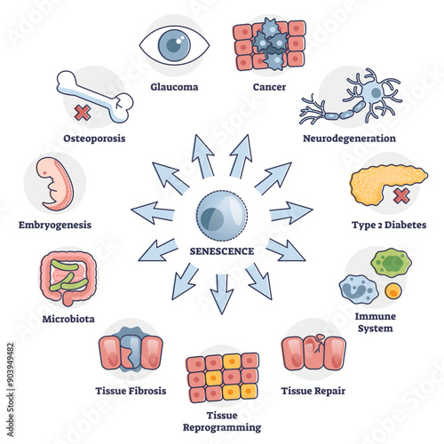 Senescence cell aging problem as human health risks in outline diagram, transparent background. Disease and illness collection with cause of old cells illustration.