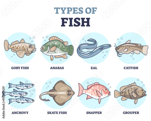 Types of fish as underwater wildlife species variety collection outline set, transparent background. Educational labeled water inhabitants in sea, river.