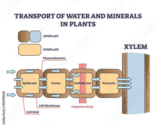 Transport of water and minerals in plant with anatomical cell outline diagram, transparent background. Educational labeled side view scheme.