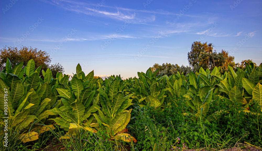 Tobacco plantation in Poland