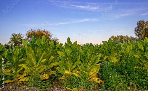 Tobacco plantation in Poland 