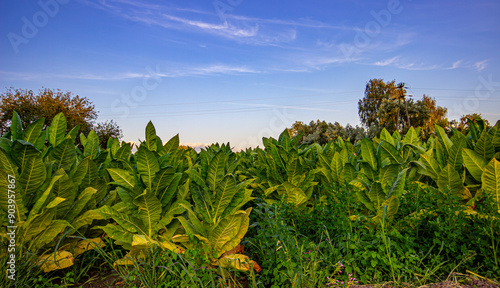 Obraz na płótnie Tobacco plantation in Poland w salonie