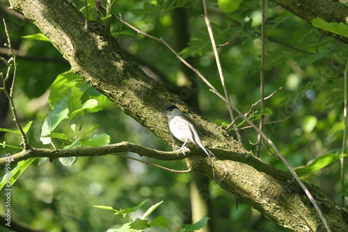 Mönchsgrasmücke mit Nistmaterial
