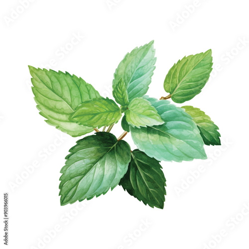 mint leaves isolated on white background