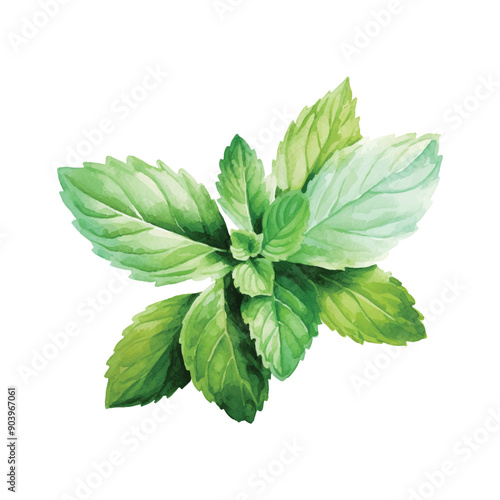 mint leaves isolated on white