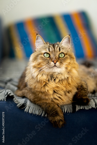 Fluffy domestic cat with green eyes on a blue sofa photo