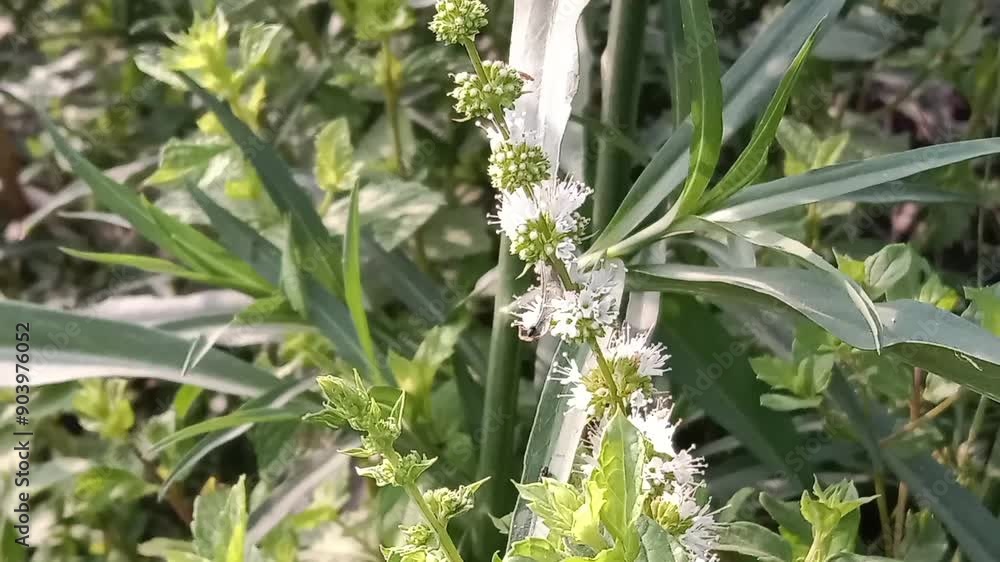 Honey Bee collect nectar or pollen from mint flower or honey bee search nectar or pollen from Mentha flower Honey Bee collect nectar or pollen from mint flower or honey bee search nectar or pollen from Mentha flower