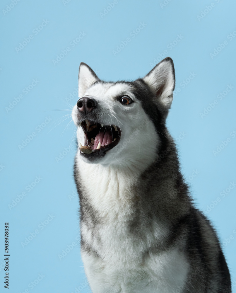 A Siberian Husky dog, mouth agape and eyes alight, catches a treat against a soft blue sky-like background. The snapshot captures the dog eager anticipation and joyful expression mid-action A Siberian Husky dog, mouth agape and eyes alight, catches a treat against a soft blue sky-like background. The snapshot captures the dog eager anticipation and joyful expression mid-action