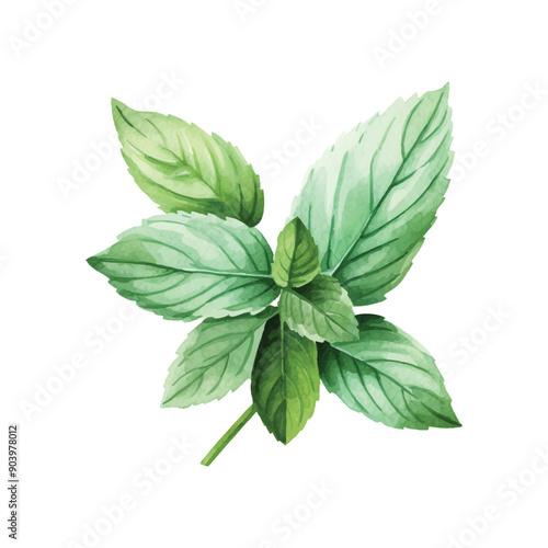 fresh mint leaves isolated