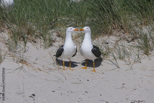 Heringsmöwe Paar