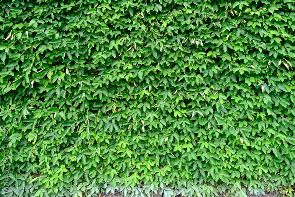 Leaf Natural Wall Decoration Leaf Natural Wall Decoration