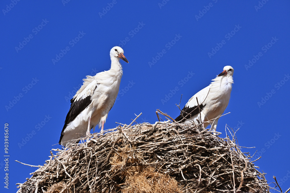 A couple of white storks standing on their nest made of branches and twigs, high up on a nesting pole, against a blue sky. A couple of white storks standing on their nest made of branches and twigs, high up on a nesting pole, against a blue sky.