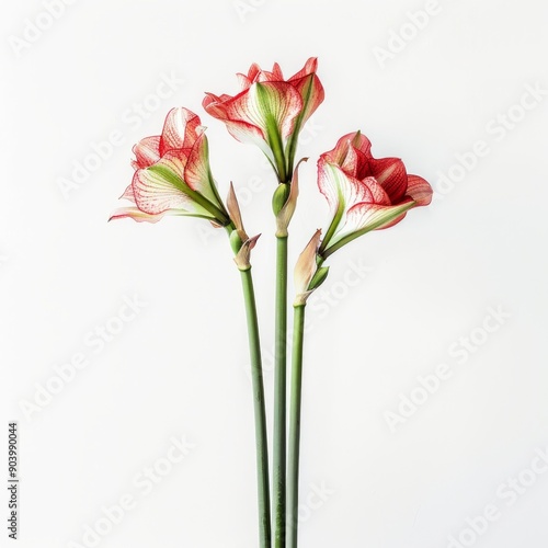 Medium shot of amaryllis, isolated on a white background, bright and vivid tonality 