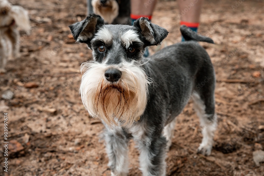 Close-up of a Schnauzer dog standing on a dirt path with a blurred background Close-up of a Schnauzer dog standing on a dirt path with a blurred background