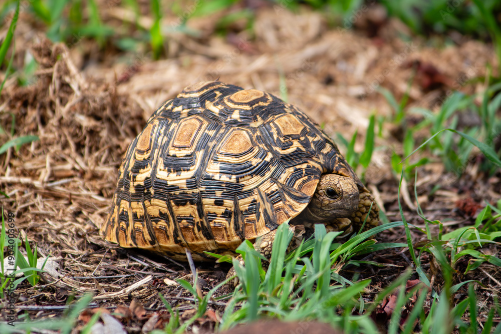 A leopard tortoise on the ground in the Serengeti, Tanzania A leopard tortoise on the ground in the Serengeti, Tanzania
