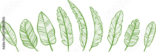 Banana leaf line art vector border, hand drawn leaves, illustration set, isolated