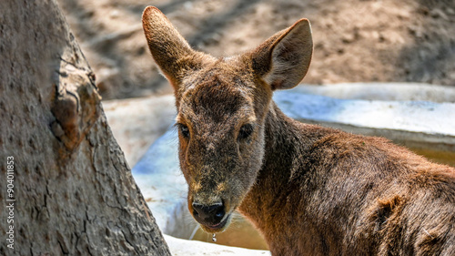 Beautiful Closeup Shot Of Baby Dear drinking Water. photo