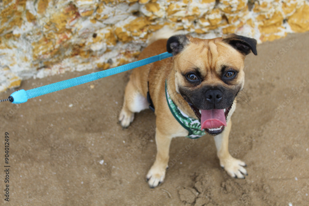 Obraz premium Our happy smiling Jug having a rest after a walk at Nightcliff Beach in Darwin, a Jug is a pug crossed with a Jack Russell. Make sure you do not walk near water's edge due to crocodiles in the area