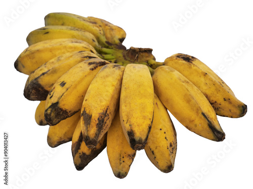 Ripe and yellow big saba plantain or cooking banana. Cut out isolated photo