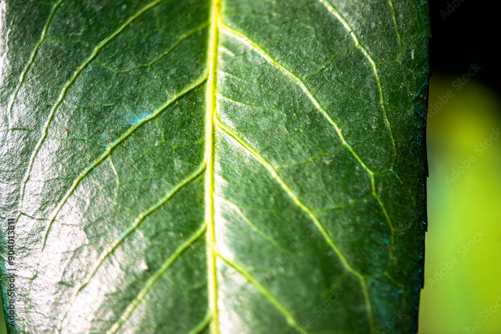 Fototapeta premium Intricate Nature: Macro View of Leaf Veins and Details