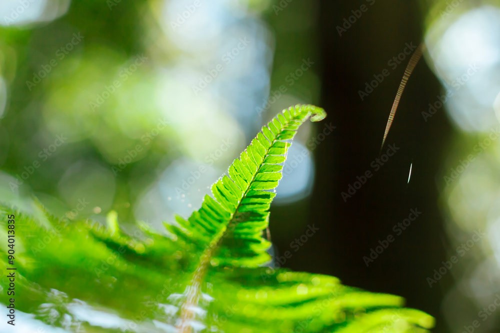 Close up the fern and the moss on the trees in the rainforest Close up the fern and the moss on the trees in the rainforest