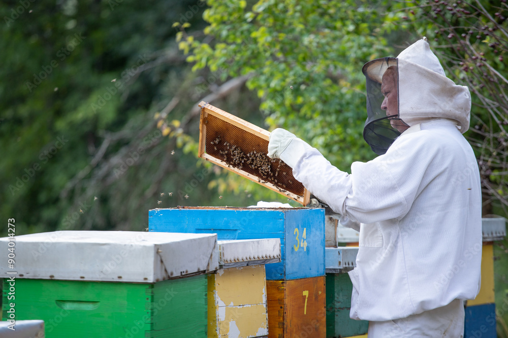 Beekeeper working in his apiary Beekeeper working in his apiary