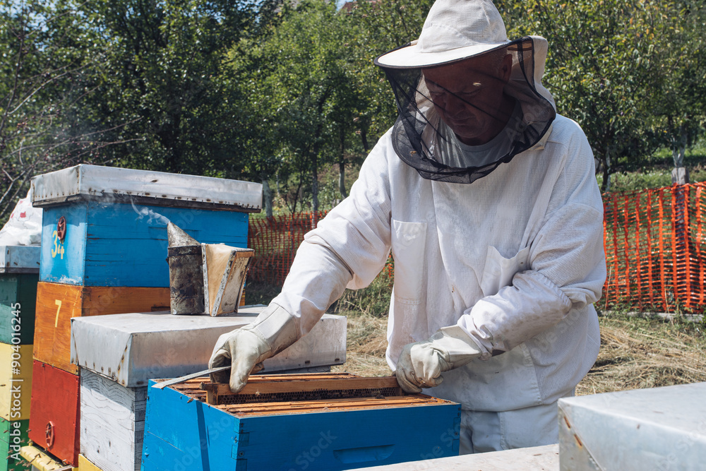 Beekeeper working in their apiary Beekeeper working in their apiary