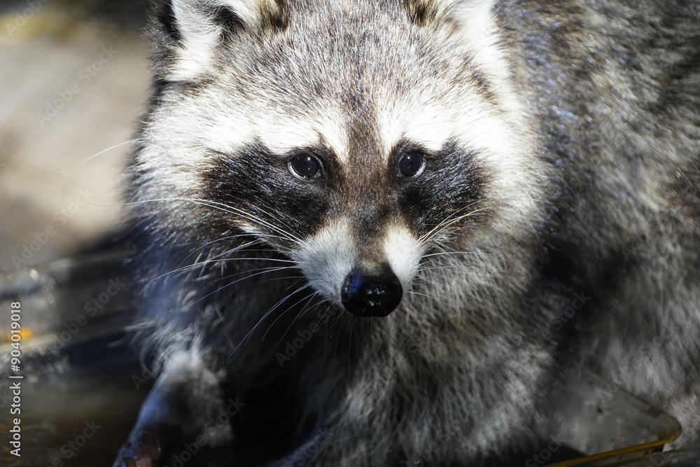 Common raccoon, Procyonidae family. Hanover, Germany. Common raccoon, Procyonidae family. Hanover, Germany.