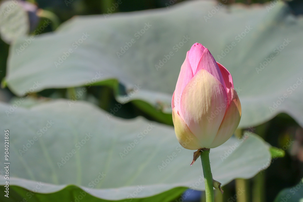 beautiful pink lotus flower close up view