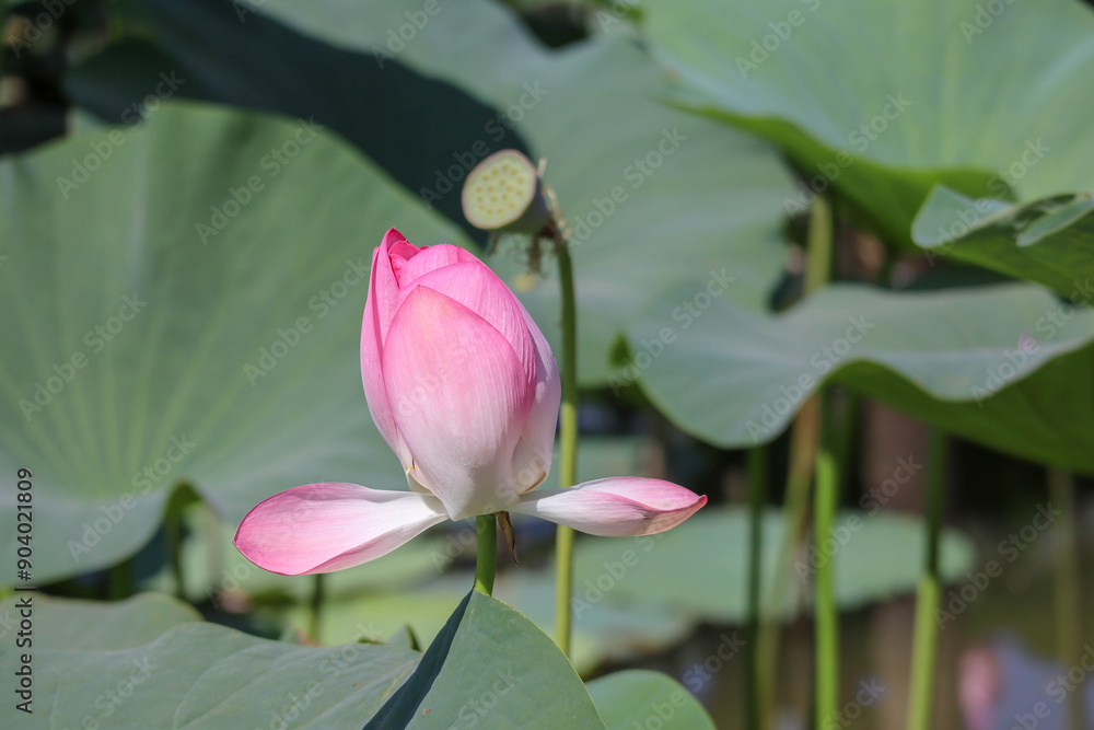 beautiful pink lotus flower close up view