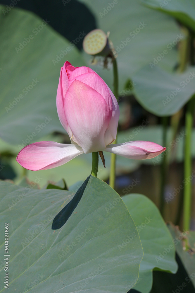 beautiful pink lotus flower close up view