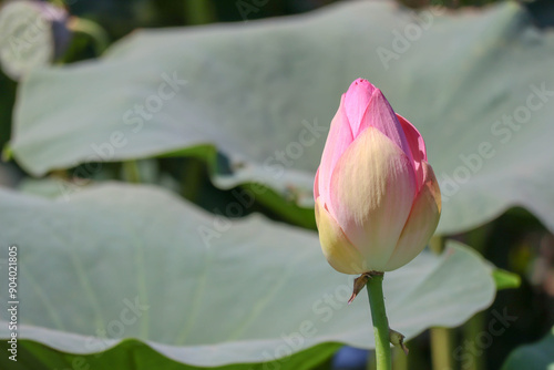 Obraz na płótnie beautiful pink lotus flower close up view w salonie