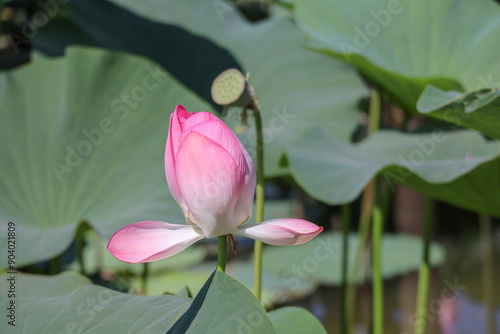 Obraz na płótnie beautiful pink lotus flower close up view w salonie
