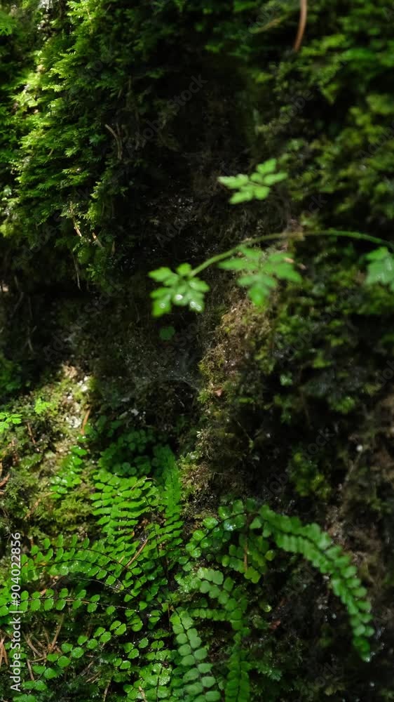 Piante verdi e felce bagnate dalla rugiada, video verticale Piante verdi e felce bagnate dalla rugiada, video verticale
