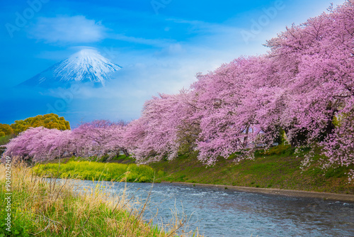 Beautiful blooming cherry blossoms or Sakura with Mount Fuji in the background and a Urui river in the foreground is a popular tourist spot in Fuji City, Shizuoka Japan.
 photo