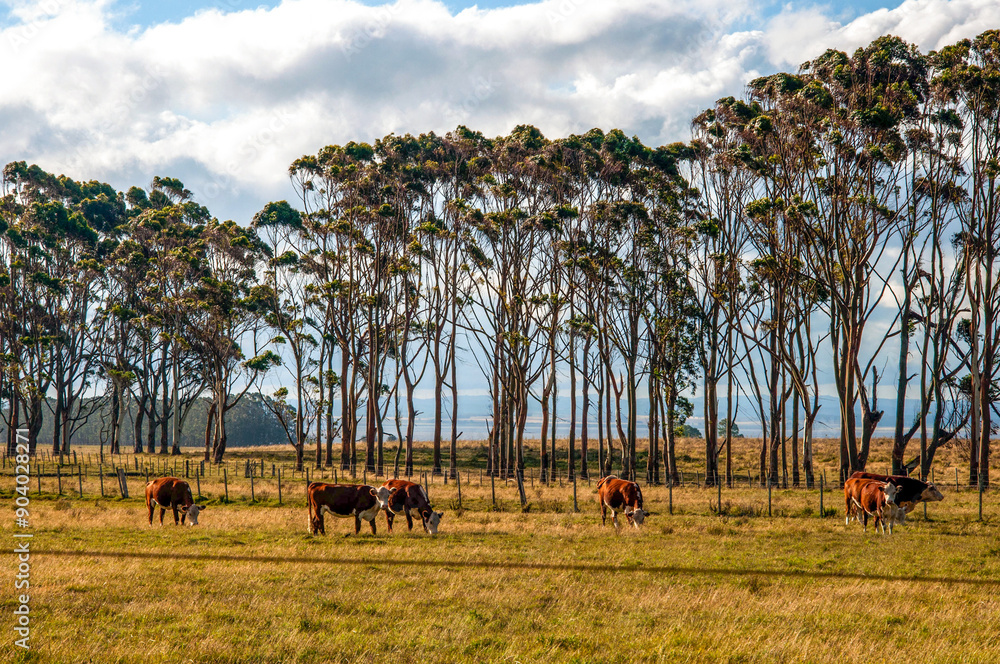 Obraz premium Cattle grazing in a field in the countryside in uruguay