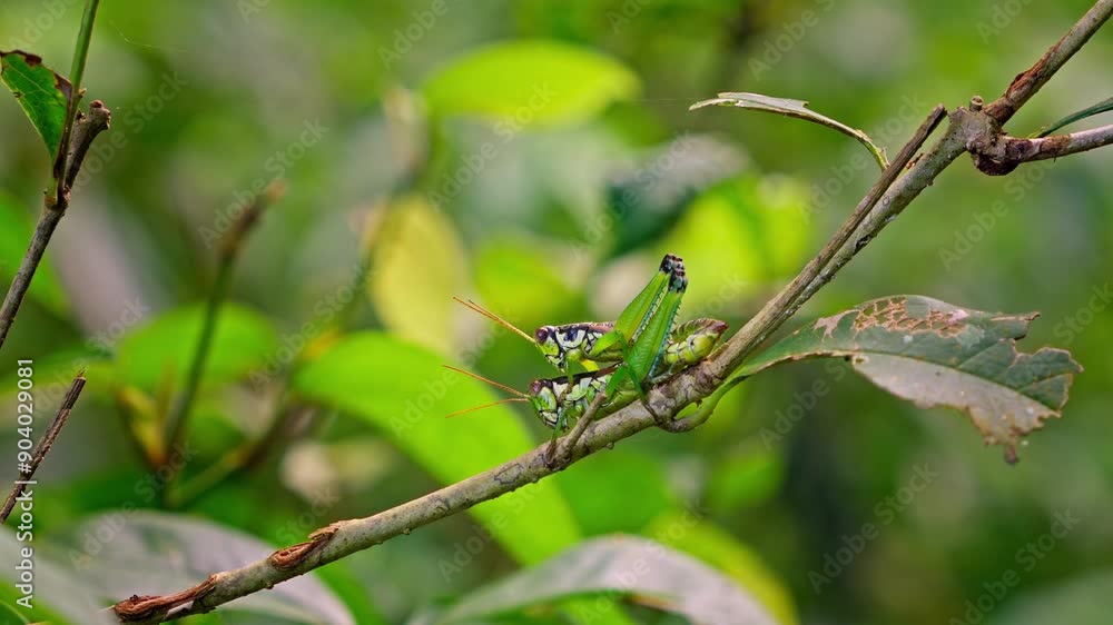 Grasshopper mating close on a branch in the forest with sound Grasshopper mating close on a branch in the forest with sound