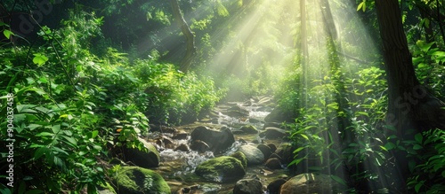 A sunbeam filters through the lush green foliage as a rocky stream winds through the woodland creating a serene natural scene with a copy space image