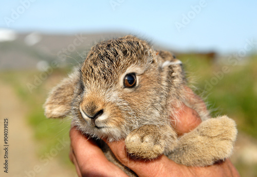 portrait of leveret in the hand