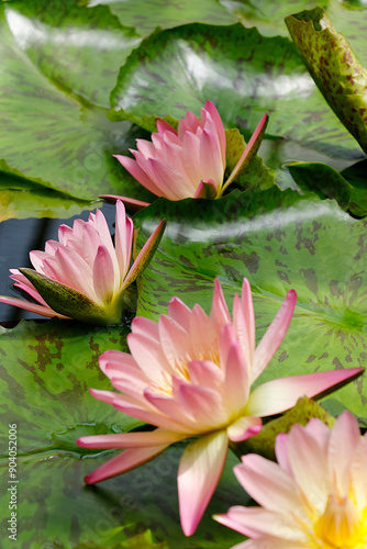 ensemble de lotus rose
