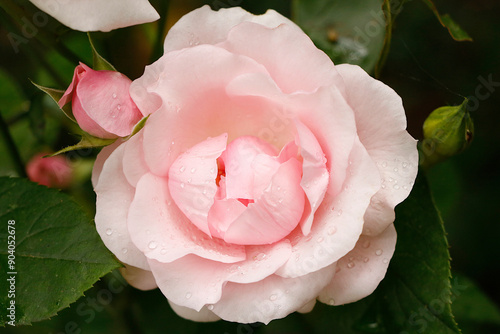 Rose rose avec des gouttes d'eau