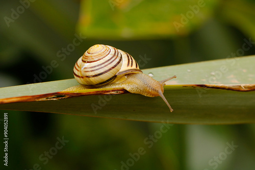 un escargot sur une feuille photo